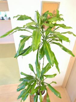 Photo, foliage plant, dracena jere, number 7, 