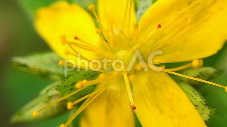 オトギリソウ オトギリソウ,花,雑草の写真素材