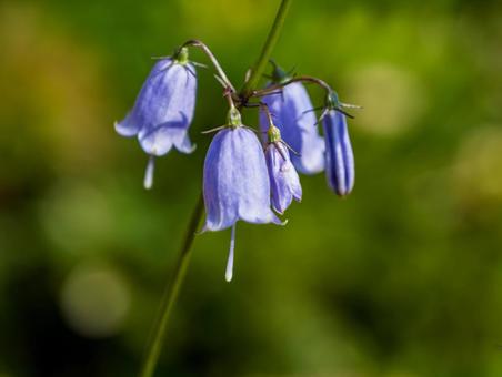 ヒメシャジン ヒメシャジン 高山植物,花,植物の写真素材