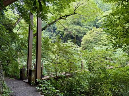 夏の高尾山　四号路　ハイキングコース 吊り橋,四号路,ハイキングコースの写真素材