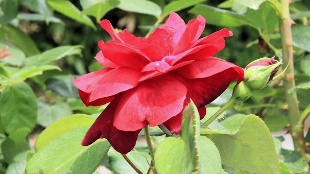 真っ赤な薔薇 初夏の花壇にて 真っ赤な薔薇 初夏の花壇にて 薔薇,花,初夏の写真素材