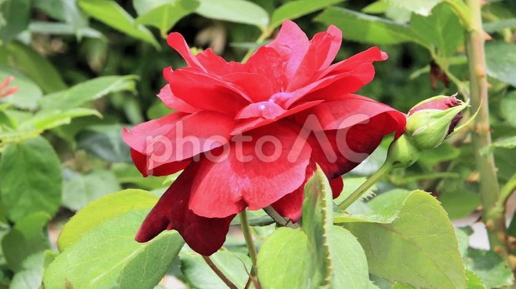 真っ赤な薔薇 初夏の花壇にて 真っ赤な薔薇 初夏の花壇にて 薔薇,花,初夏の写真素材