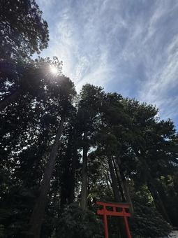 樹木 空 樹木 空の写真