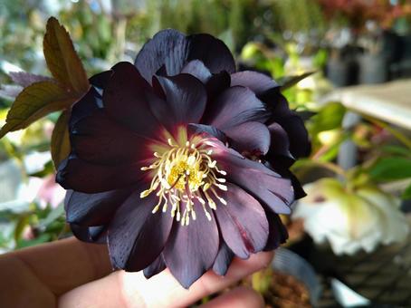 クリスマスローズ クリスマスローズ,はな,花の写真素材