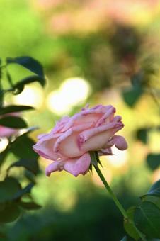 秋の花:バラ 秋の花:バラの写真
