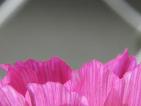 Cosmos petals, JPG Cosmos petals, JPG