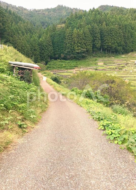 新城　四谷千枚田 新城,棚田,日本の原風景の写真素材