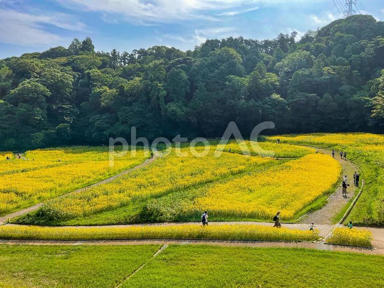 くりはま花の国　8月のひまわり畑 向日葵畑,ヒマワリ,花畑の写真素材