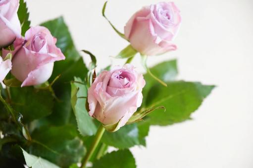 紫のばらの写真