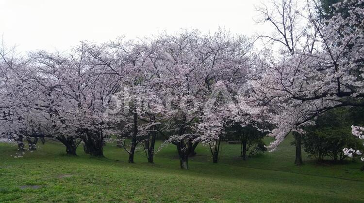桜並木 さくら,つぼみ,もこもこの写真素材