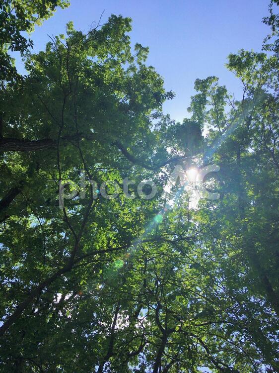 木漏れ日 葉っぱ,木漏れ日,青空の写真素材