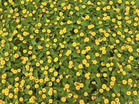 花の集合体 花の集合体の写真