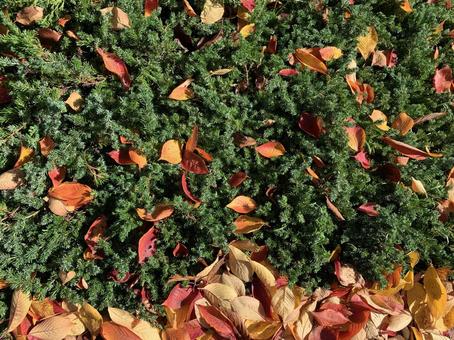 緑に落葉 秋,紅葉,自然の写真素材