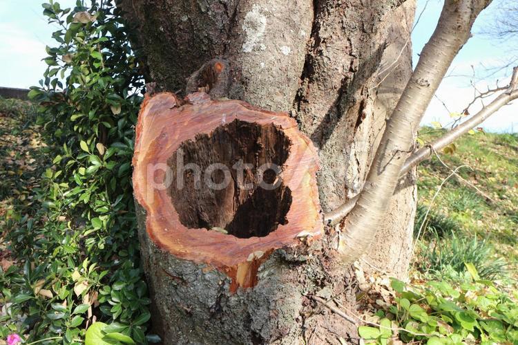 桜の木の切り株の穴 切り株,木の穴,空洞の写真素材