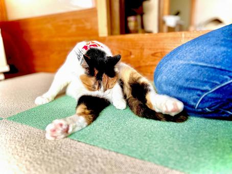 毛繕いする三毛猫 毛繕いする三毛猫 三毛猫,calico,catの写真素材
