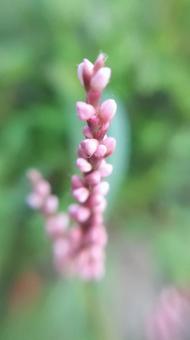 秋の季語イヌタデ(アカノマンマ)の花 秋の季語イヌタデ(アカノマンマ)の花の写真