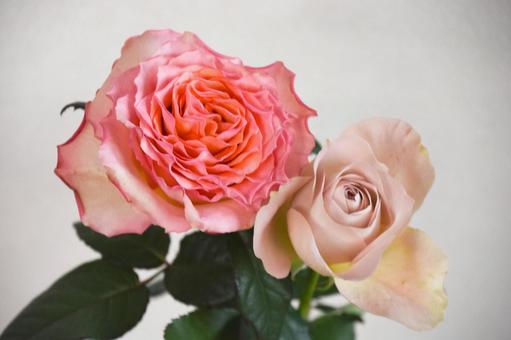 ピンクと紫のばらの写真