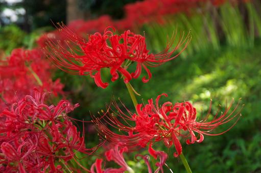 群生の彼岸花 彼岸花,曼珠沙華,花の写真素材