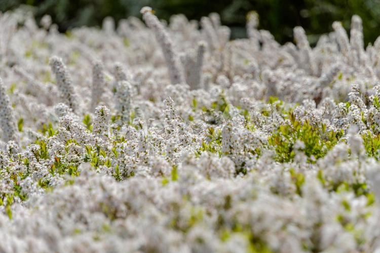 白く広がるユキヤナギの群生 ユキヤナギ,花,花びらの写真素材