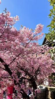 河津桜 河津桜の写真