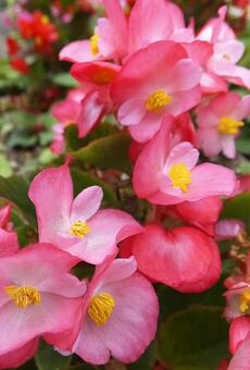 ベゴニア [Begonia]-003の写真