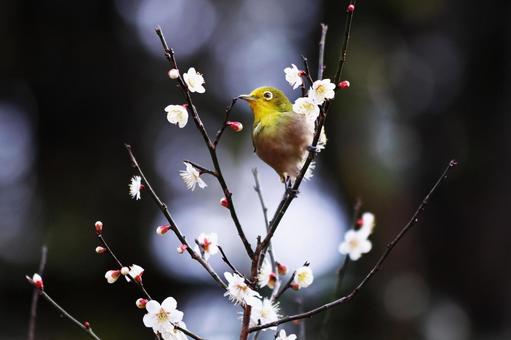 春の訪れを告げる梅の花とメジロ 鳥,メジロ,花の写真素材