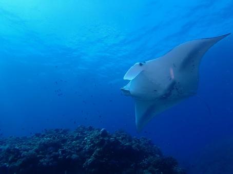 石垣島のマンタ マンタ,石垣島,ダイビングの写真素材