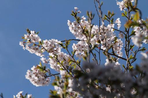 葉桜 さくら,桜,花見の写真素材