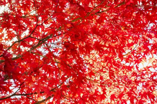 モミジの紅葉⑶の写真