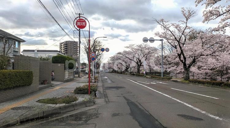 住宅街の桜並木(仙台市) 桜,住宅街,道路の写真素材