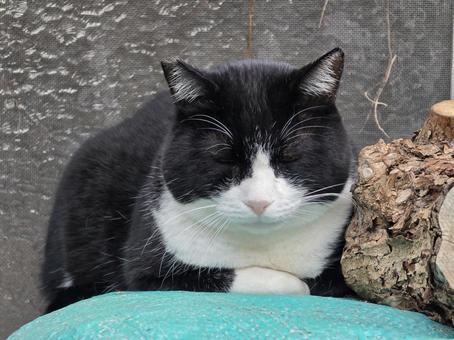 まどろむ猫 猫,ネコ,地域猫の写真素材