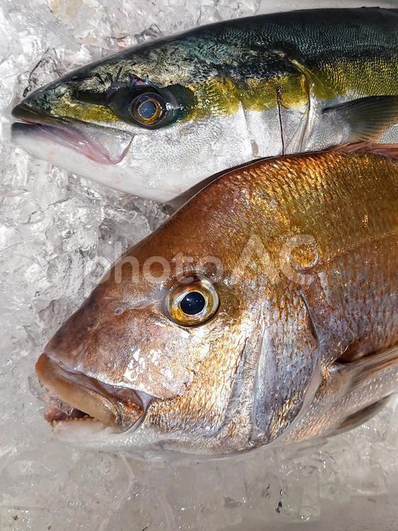 鯛とハマチ　（縦） 魚,魚屋,仕入れの写真素材