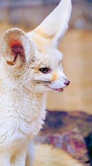 Photo, fennec, পশু, প্রোফাইলের, 