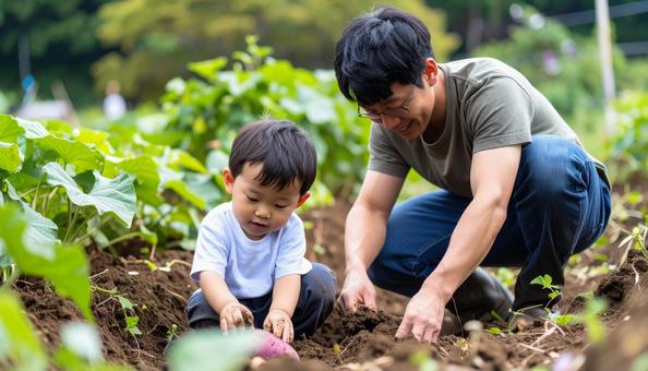 サツマイモ掘りをする親子 サツマイモ掘りをする親子の写真