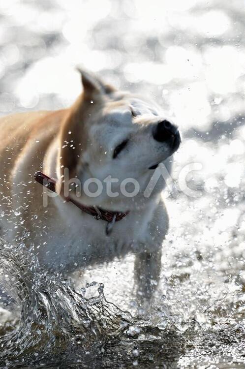 ブルブル‼ 犬,柴犬,小夏の写真素材