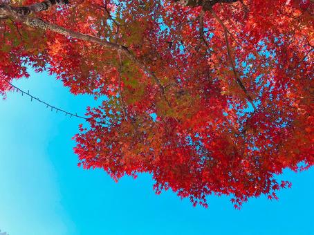 Photo, autumn leaves, maple, japan, 