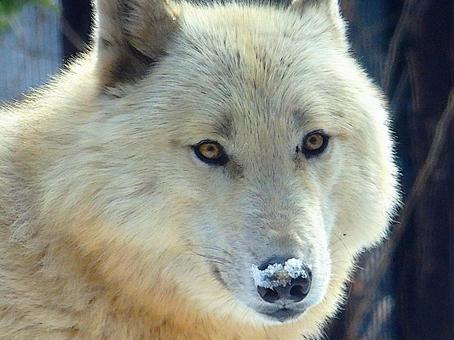 白いオオカミの写真