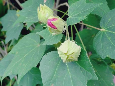 咲きかけのフヨウ蕾の写真
