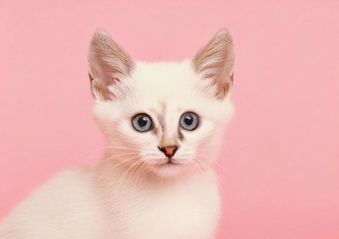 可愛い子猫5の写真