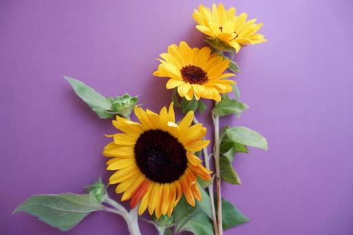 Photo, sunflower, flower, background, 