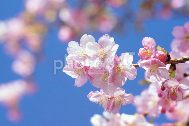 早咲き桜-218 桜,早咲き桜,カワヅザクラの写真素材