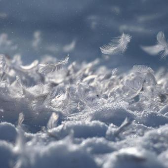 軽やかに浮かぶ羽根の幻想的な瞬間の写真