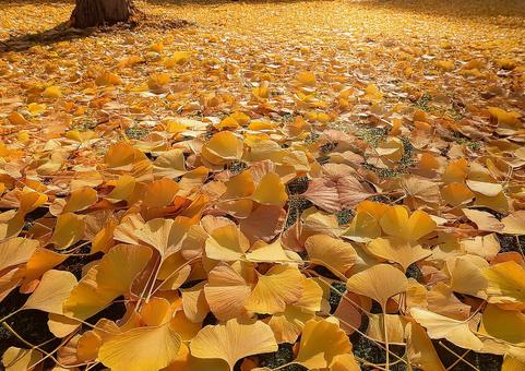 イチョウの葉っぱの絨毯 イチョウの葉っぱの絨毯の写真