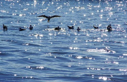 キラキラ海と鳥たち キラキラ海と鳥たち 江の島,海,海辺の写真素材