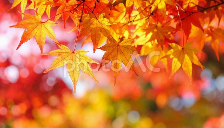 グラデーションが美しい日本の紅葉 秋,風景,背景の写真素材