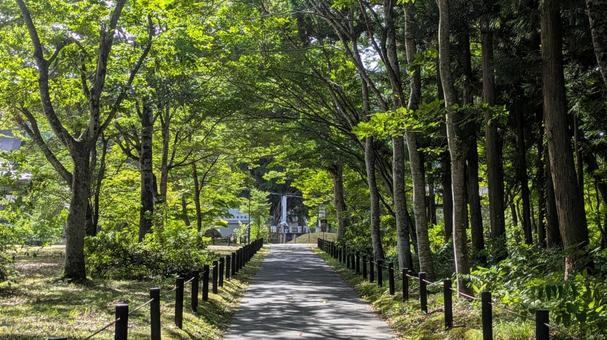 福島県 福満虚空蔵尊 円蔵寺の参道 自然,木漏れ日,寺の写真素材