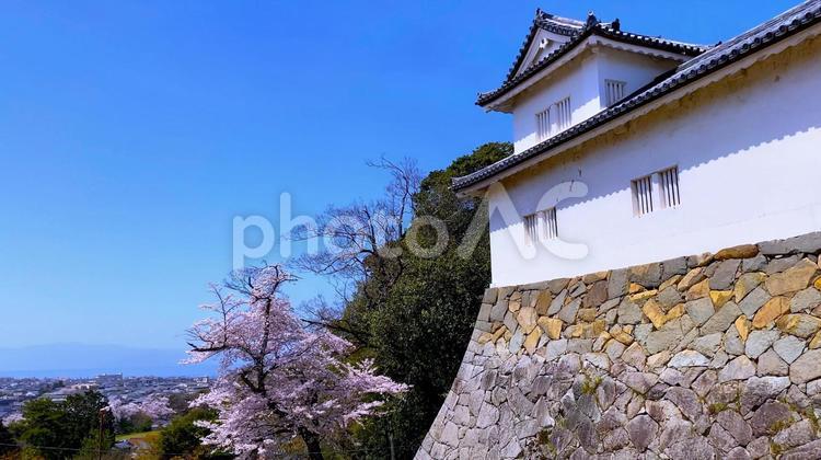 春の北近江・湖北 桜の季節の「国宝・彦根城」天秤櫓 城,桜,石垣の写真素材