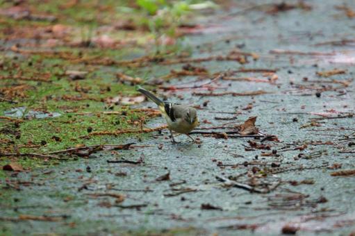 Grey Wagtail, gray wagtail, birdie, wild bird, JPG