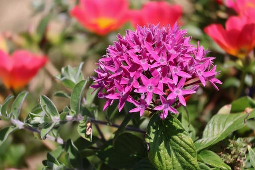 小さな花の集まるペンタスのピンクの花 小さな花,集まる,ペンタスの写真素材