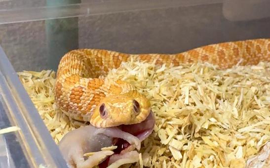 正面から見た餌を食べるセイブシシバナヘビ 正面から見た餌を食べるセイブシシバナヘビの写真